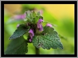 Jasnota purpurowa