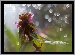 Jasnota Purpurowa, Roślina, Bokeh