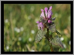 Jasnota Purpurowa