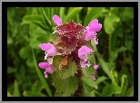 Jasnota Purpurowa, Różowe, Kwiatki