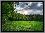 Las, Drzewa, Łąka, Polana, Zwierzęta, Jeleń, Sarna, Pastwisko, Trawa, Drzewa, Niebo, Chmury