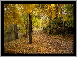 Jesień, Park, Drzewa, Liście, Alejka, Rzeka