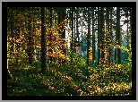 Jesień, Las, Drzewa, Drabina, Domek