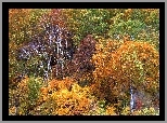 Jesień, Drzewa