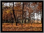 Jesień, Park, Drzewa, Liście