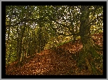Jesień, Las, Drzewa, Rozłożyste, Drzewo, Ścieżka
