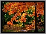Drzewo, Jesień, Park