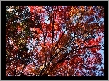 Jesień, Drzewo, Gałęzie, Liście