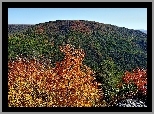 Jesień, Zalesione, Góry, Drzewa