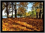 Jesień, Liście, Klony, Jezioro, Cienie