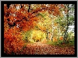 Jesień, Aleja, Drzewa, Kolorowe, Liście