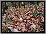 Las, Jesień, Liście