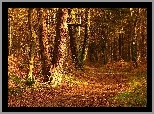 Jesień, Drzewa, Leśna, Droga