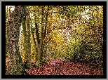 Jesień, Las, Ścieżka, Liście, Drzewa