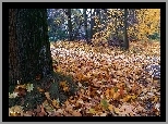 Jesień, Kolorowe, Liście, Klonu