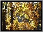 Jesień, Żółte, Liście, Drzewa