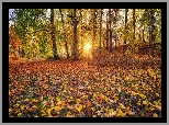 Jesień, Promienie słońca, Drzewa, Liście, Park