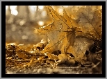 Jesień, Suche, Liście, Sepia