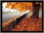 Jesień, Żółte, Liście, Drzewo, Ogrodzenie, Ulica