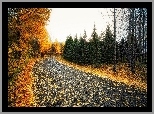 Jesień, Drzewa, Droga, Opadnięte, Liście
