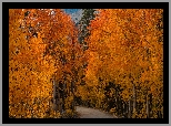 Jesień, Droga, Drzewa, Brzozy, Pomarańczowe, Liście