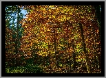 Jesień, Las, Ścieżka, Pożółkłe, Drzewa