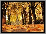 Jesień, Drzewa, Park, Alejka, Pożółkłe, Liście