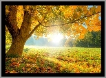 Jesień, Drzewo, Promienie, Słońca
