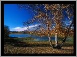 Jesień, Jezioro, Przyroda, Brzoza