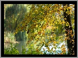 Jesienne, Liście, Gałązki, Drzewo