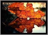 Jesienny, Liść, Odbicie, Bokeh
