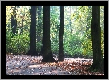 Jesienny, Park