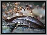 Jesienny, Suchy, Liść, Suszki, Bokeh