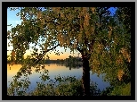 Jezioro, Drzewa