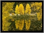 Drzewa, Jezioro, Odbicie