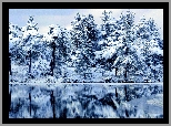 Drzewa, Jezioro, Zima