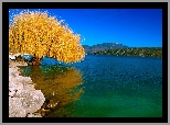 Jezioro, Drzewo
