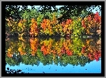 Jezioro, Drzewa, Jesienny, Las