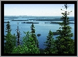 Finlandia, Park Narodowy Koli, Jezioro Pielinen, Drzewa