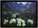 Góry, Skały, Kwiaty, Żółte, Azalie, Rododendron, Chmury, Jezioro