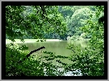 Jezioro, Las