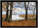 Jezioro, Drzewa, Liście, Jesień