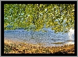 Jezioro, Gałęzie, Liście, Drzewa