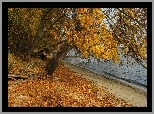 Jezioro, Las, Liście, Jesień