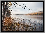 Jezioro, Drzewa, Brzozy, Poranek, Mgła, Jesień