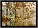 Jezioro, Drzewa, Las, Odbicie, Mgła