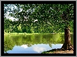Park, Jezioro, Drzewa
