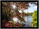 Jezioro, Drzewa, Liście, Promienie, Słońca, Jesień