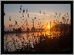 Jezioro, Trawa, Szuwary, Zachód słońca