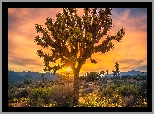 Drzewa, Góry, Zachód słońca, Park Narodowy Joshua Tree, Kalifornia, Stany Zjednoczone